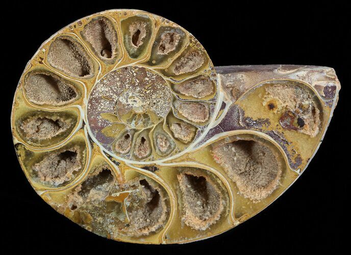 Sliced, Agatized Ammonite Fossil (Half) - Jurassic #54029